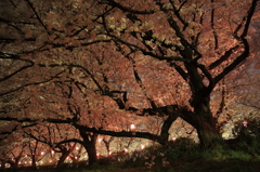 輝く桜の径を歩く