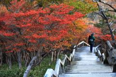 大台ケ原の紅葉を楽しむ