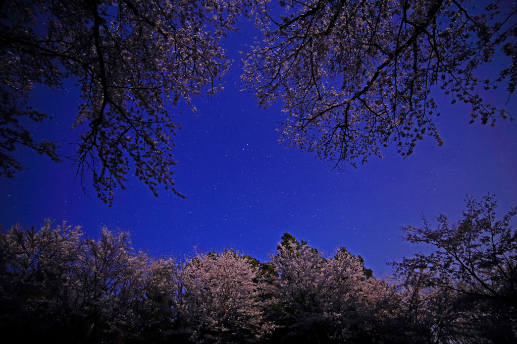 赤城南面千本桜の星降る夜