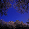 赤城南面千本桜の星降る夜