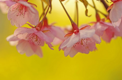 河津桜　in　菜の花　yellow