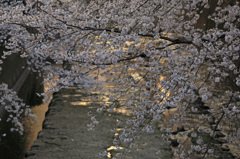 面影橋の桜
