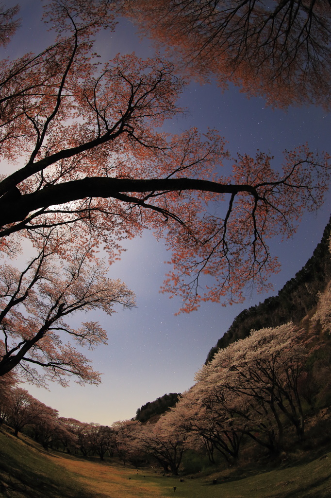 月下の夜、桜に囲まれて