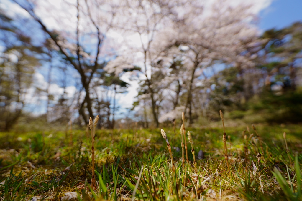 つくしと桜と草の香り