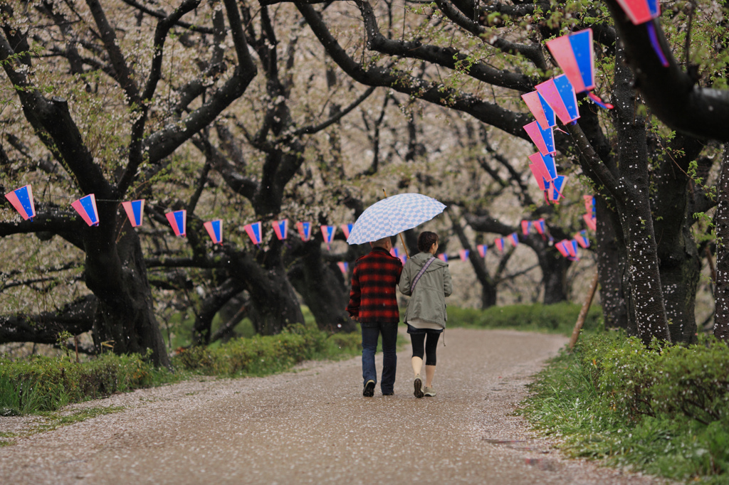 ふたりの桜道