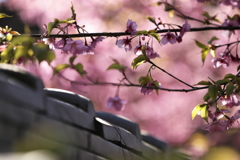 長谷寺に春の訪れ