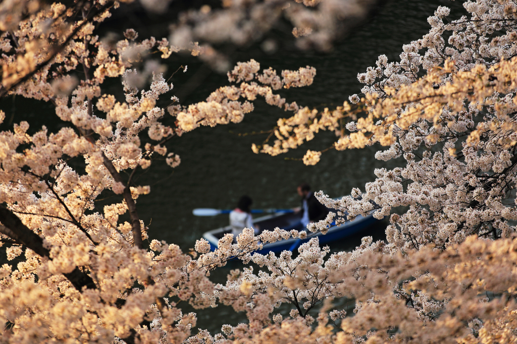Sakura Flame
