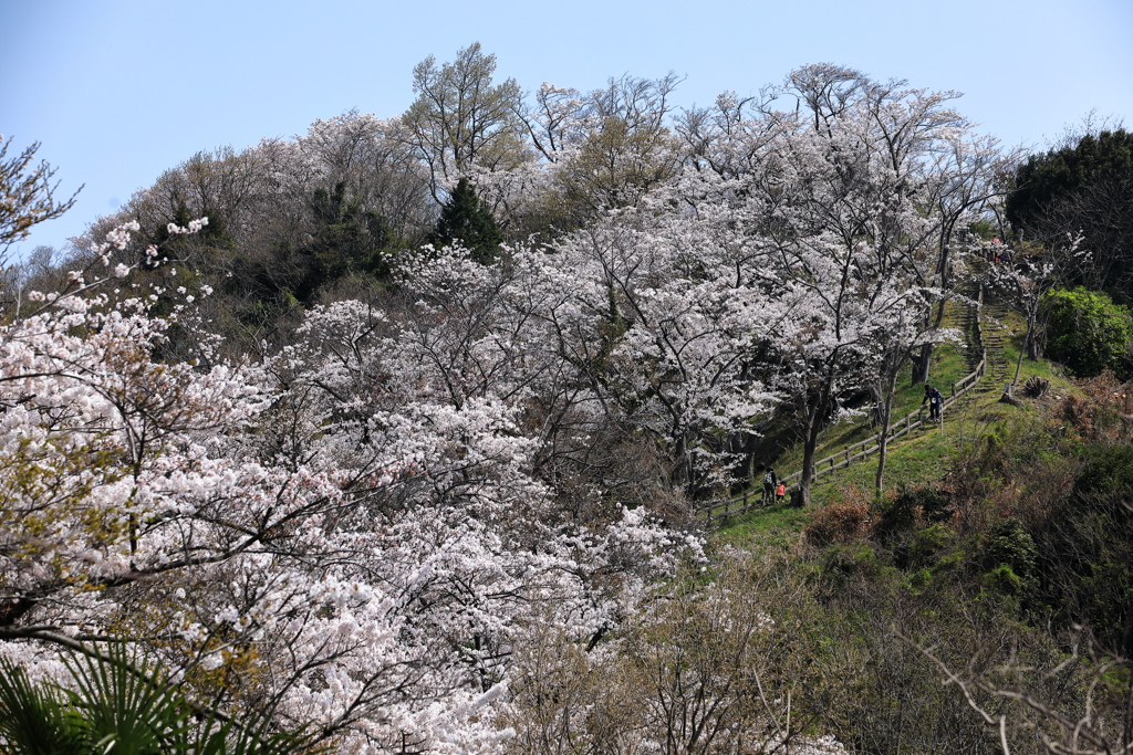 積善山最後の登り道です、頑張れ～