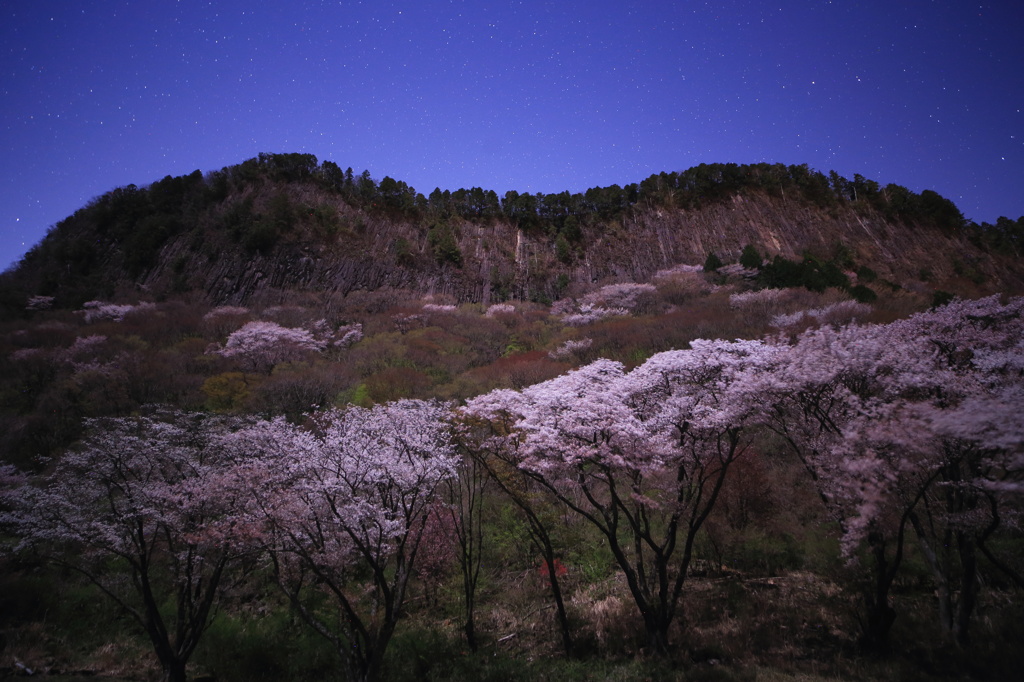 月光下の屏風岩と桜