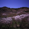月光下の屏風岩と桜