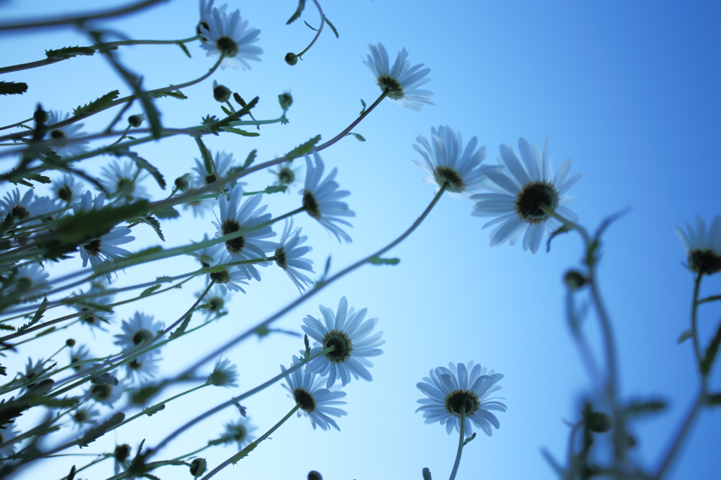 Morning flower
