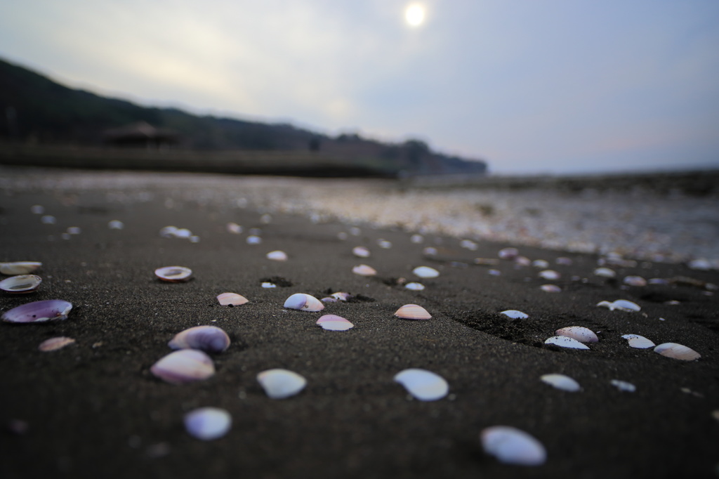 貝殻海岸