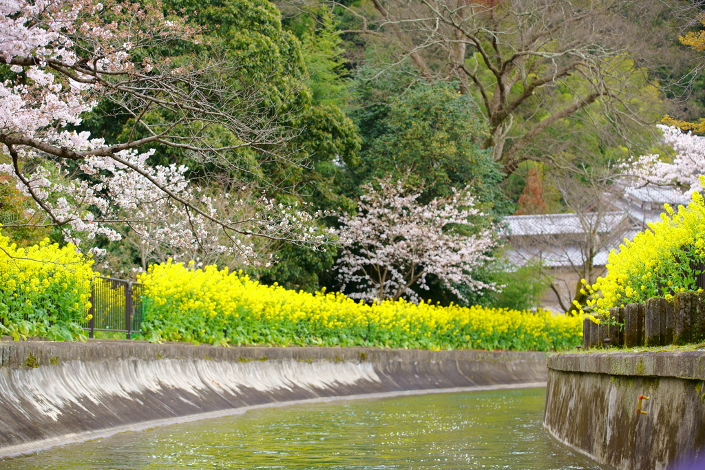 菜の花と桜を楽しむ〜安朱橋あたり