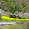 菜の花と桜を楽しむ〜安朱橋あたり