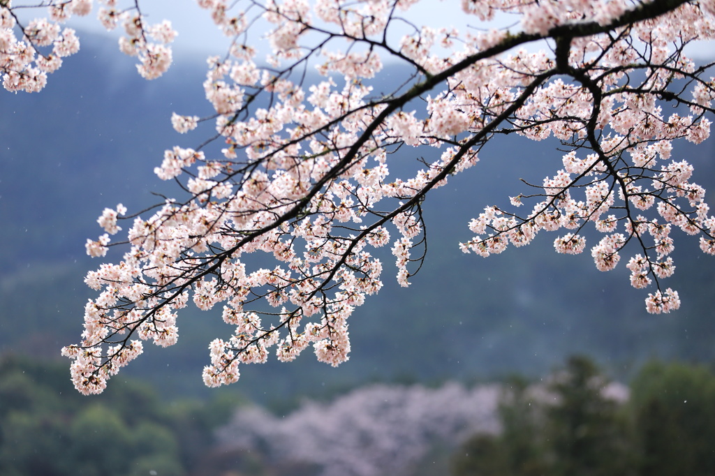 小雨降るも桜美し