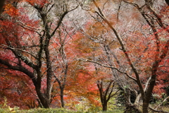 四季櫻と紅葉の森