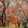 四季櫻と紅葉の森