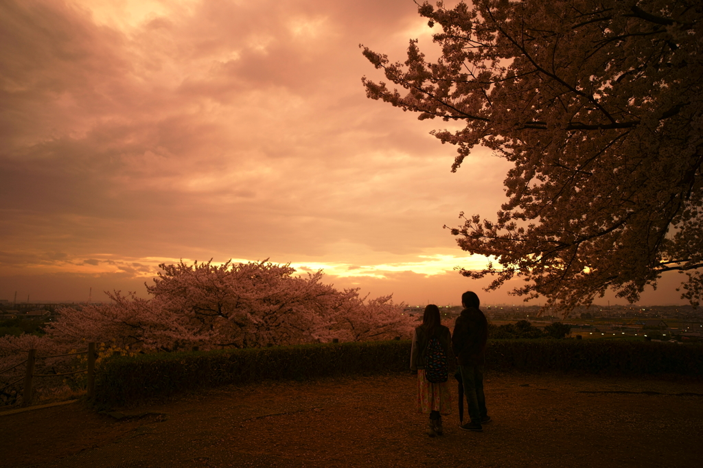 頂きの桜の下で