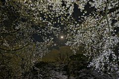 千鳥が淵の桜と月