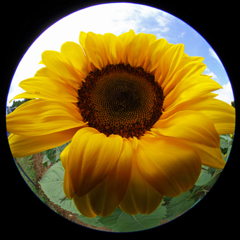 The  Sunflower