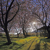 桜の陰