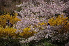 レンギョウの花の道