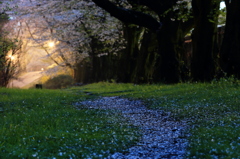 桜散る夕暮れの小路