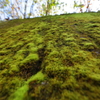 Green Wall