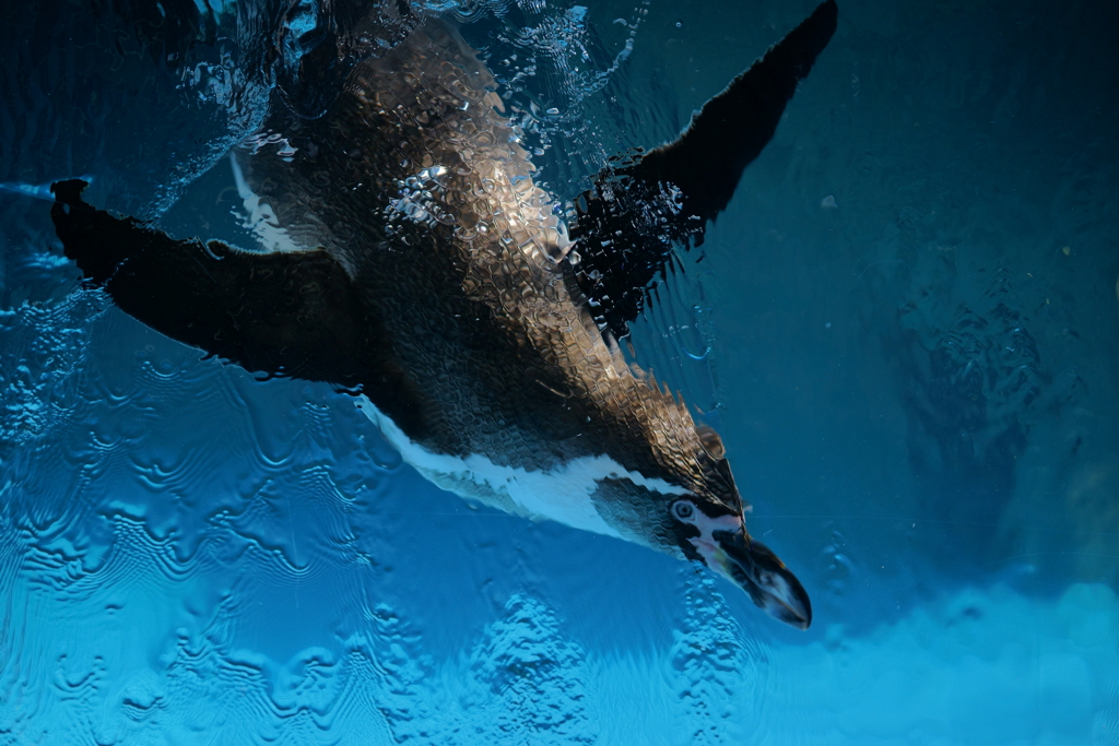 Adelie penguin's Dive!