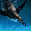 Adelie penguin's Dive!