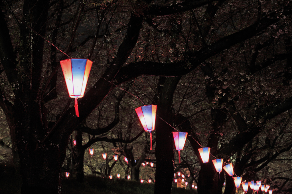 提灯の灯りに染まる夜桜