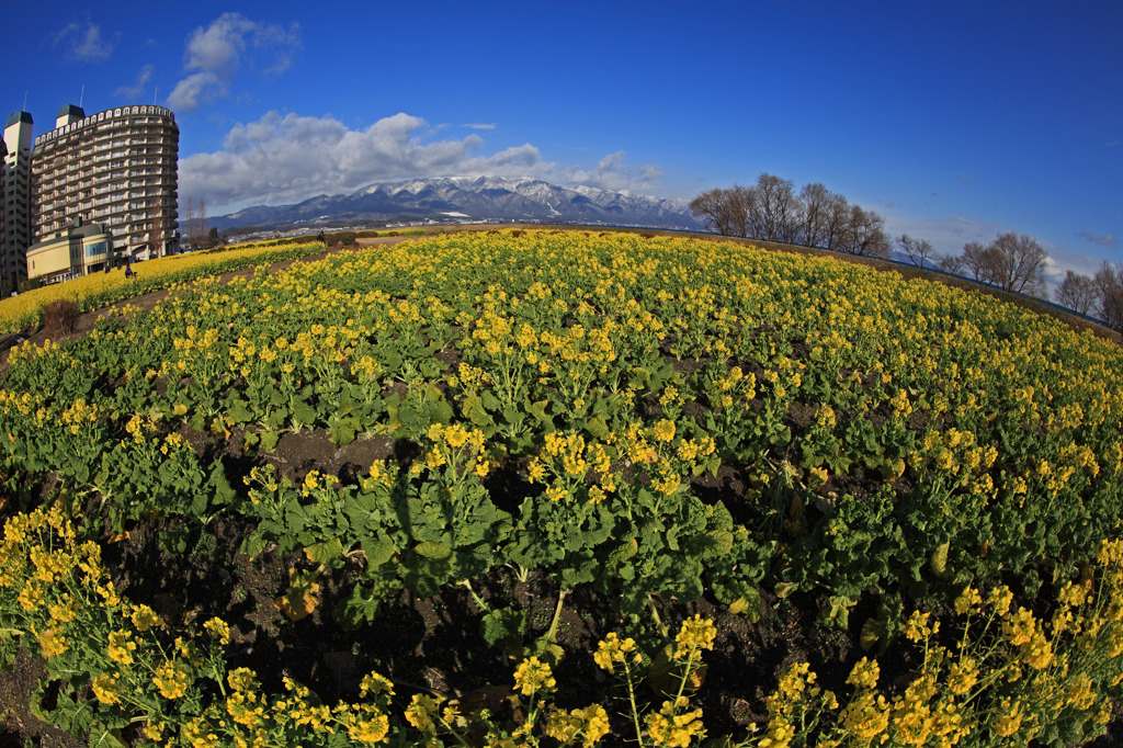 雪の比良山、琵琶湖、菜の花