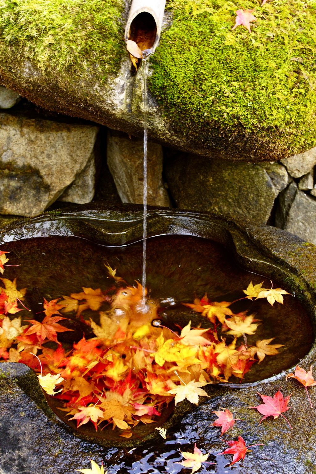 水盤の中の秋