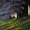 堤の桜に朝日差す