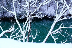 White branches in deep green water