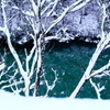White branches in deep green water