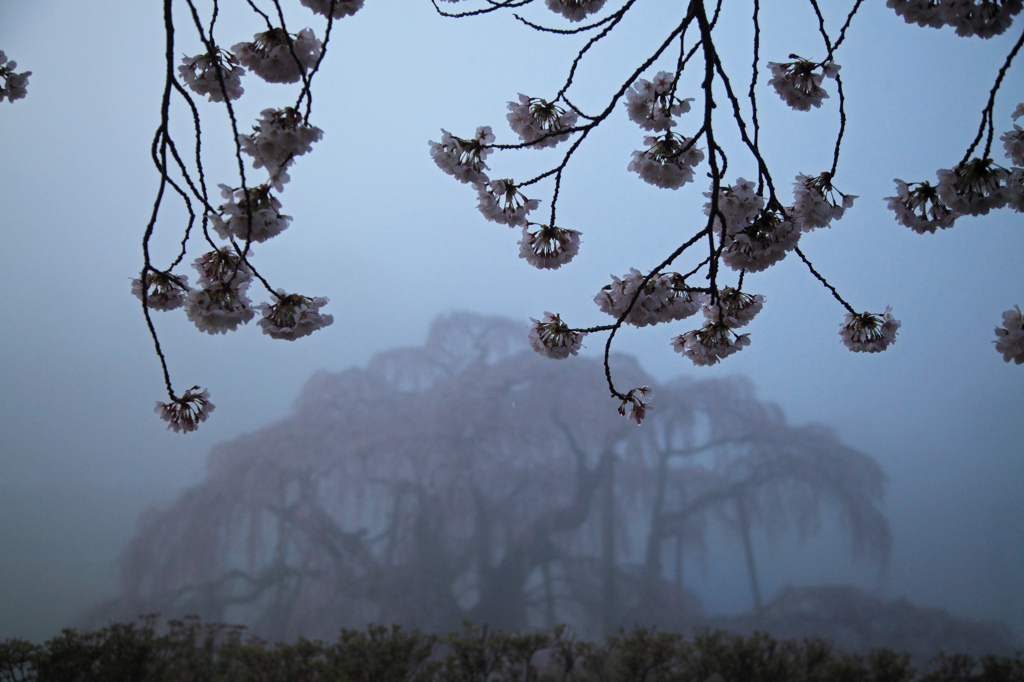 瀧桜の陰