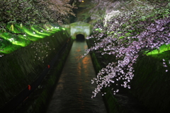 桜の下、明治の古より京都に続く疏水の流れ　２