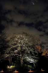 Spring　Snow　Tree