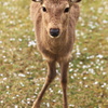 そんな目で見ても何も持ってないよ