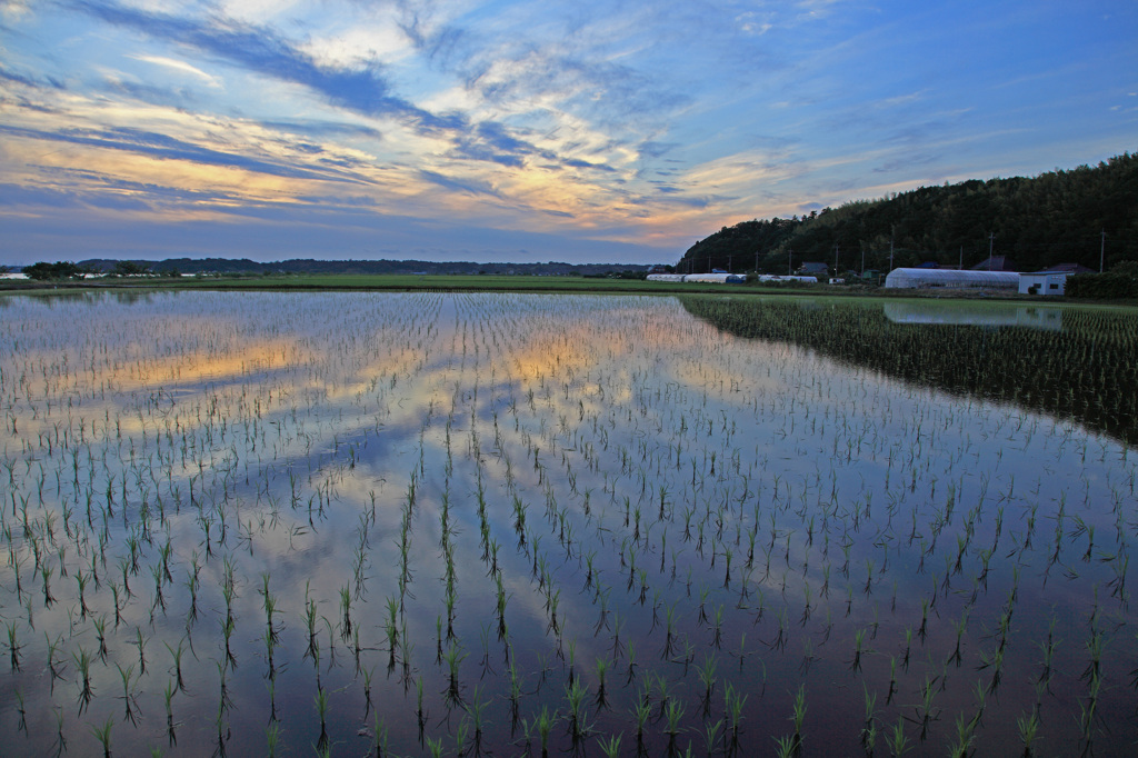 水田に夕日を映して