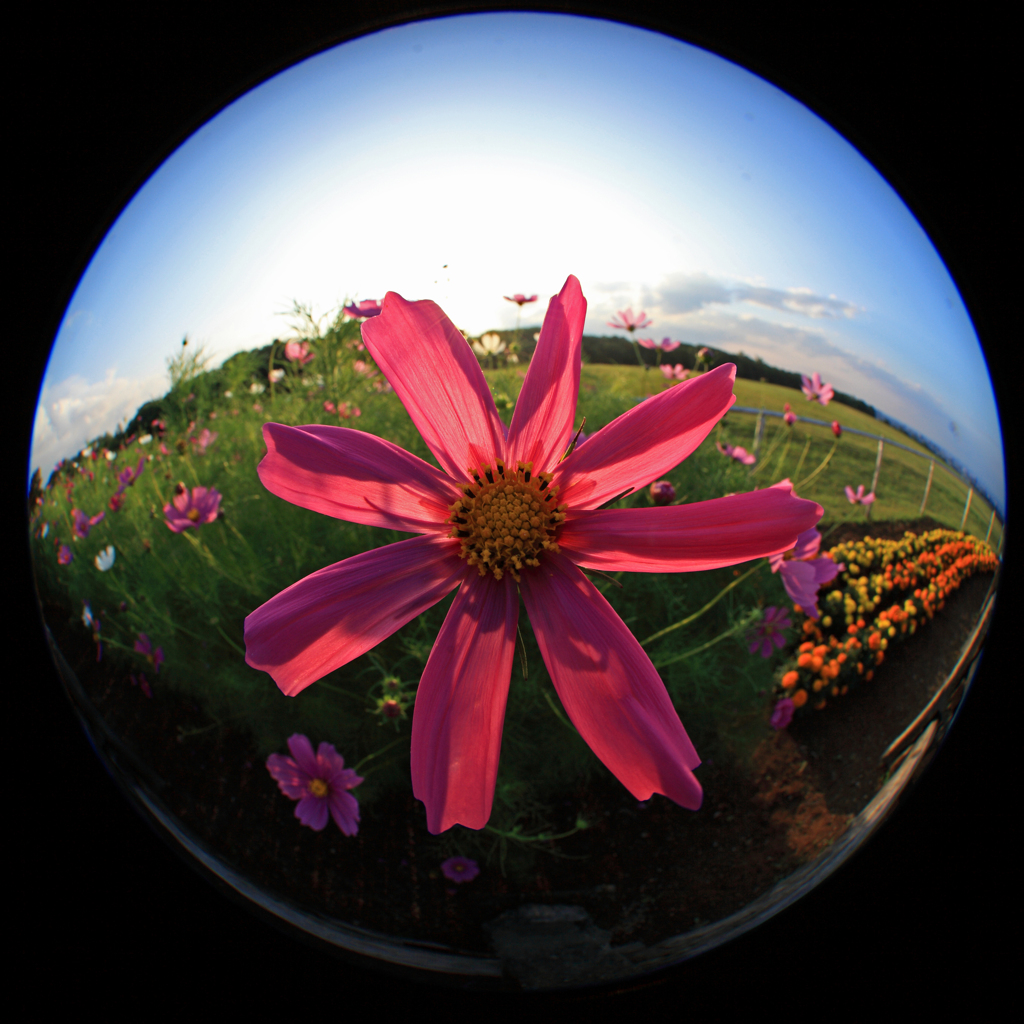 Cosmos in the crystal ball