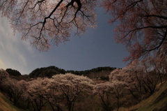 屏風岩公苑で月下の桜を愛でる