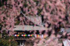 長谷寺の本堂は桜の簾を透かして見る