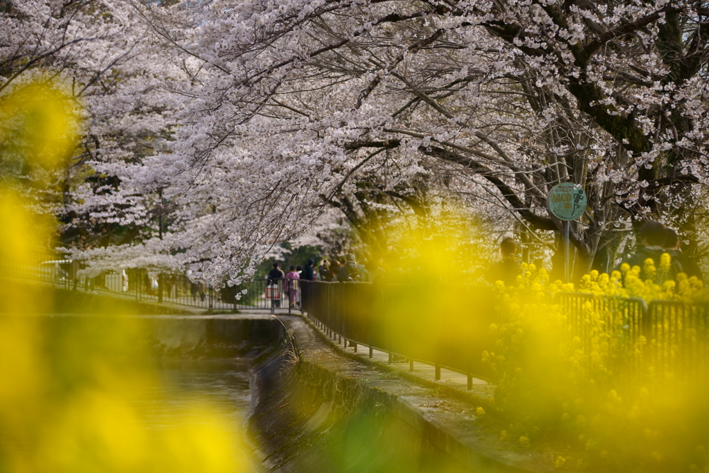 菜の花の黄色、そして桜の淡いピンクに染まる小径