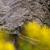 菜の花の黄色、そして桜の淡いピンクに染まる小径