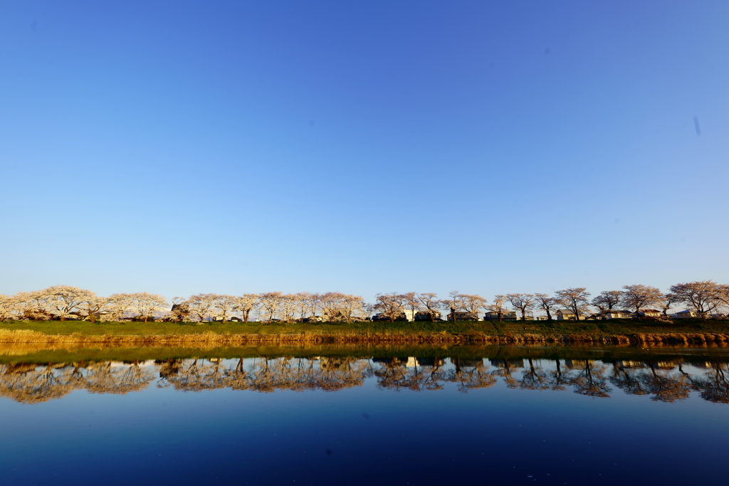 青空と水鏡と白石堤一目千本桜