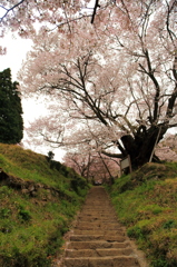 石段の上の桜を見上げて