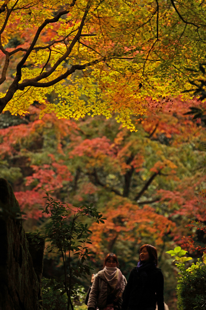 東慶寺のもみじ