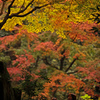 東慶寺のもみじ